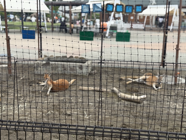 豆汽車から見たカンガルーたち