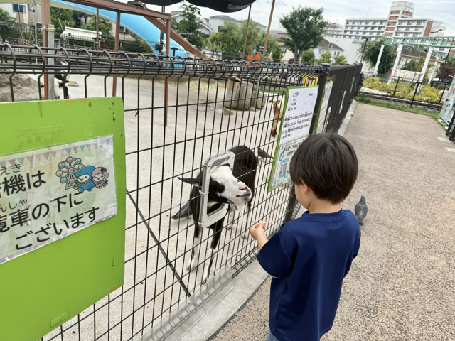餌やり用の穴がいくつかあり、次々出てくるので大忙し