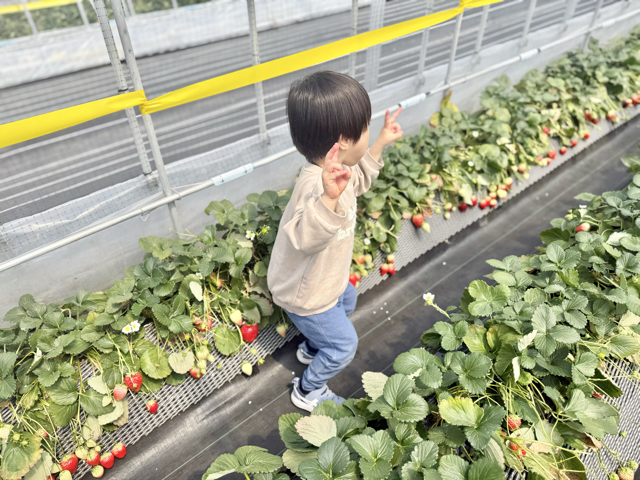大好きなイチゴを食べられて喜ぶ3歳児